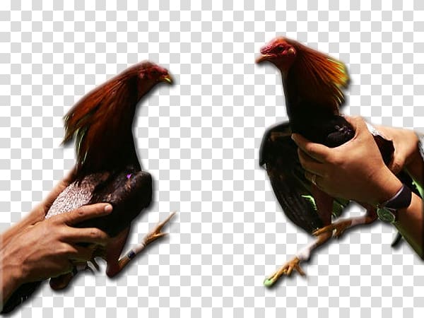 Chicken Cockfight Rooster Gallístico Club of Puerto Rico, gallo transparent background PNG clipart
