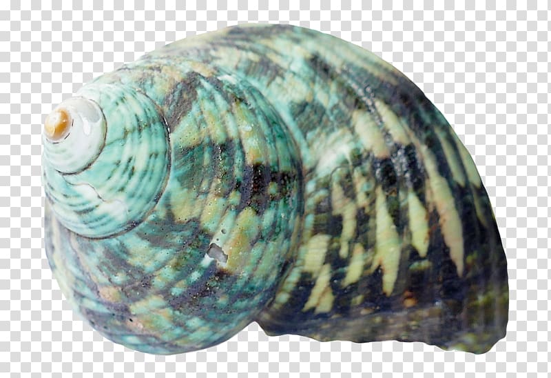 Seashell Clam, Seashell transparent background PNG clipart
