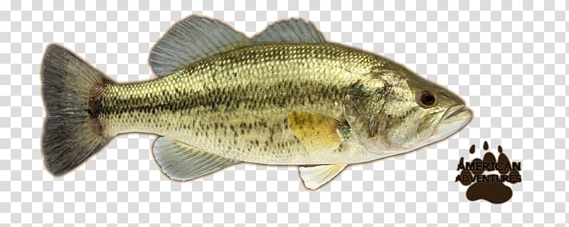 Perch Largemouth bass Smallmouth bass Portable Network Graphics, Fishing transparent background PNG clipart