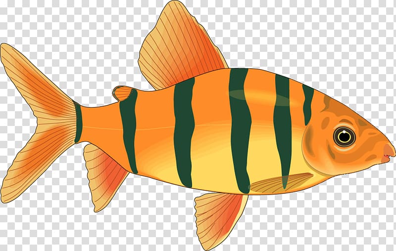 Fish Salmon, Cartoon fish model transparent background PNG clipart