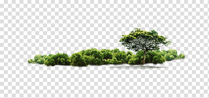 green leafed tree , Tree Jungle, Jungle tree transparent background PNG clipart