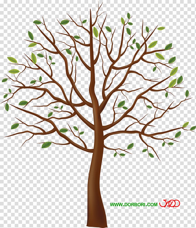 Tree , walnut transparent background PNG clipart