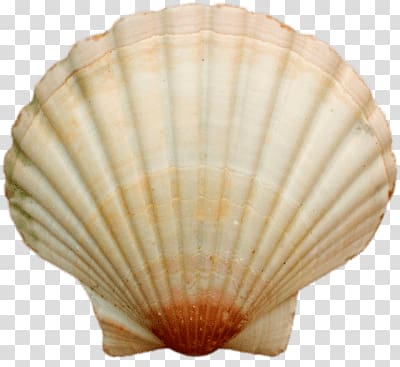 beige clampshell, Sea Shell transparent background PNG clipart
