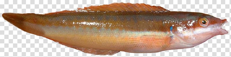 Northern red snapper Girelle Fish Mediterranean rainbow wrasse Mediterranean Sea, fish transparent background PNG clipart