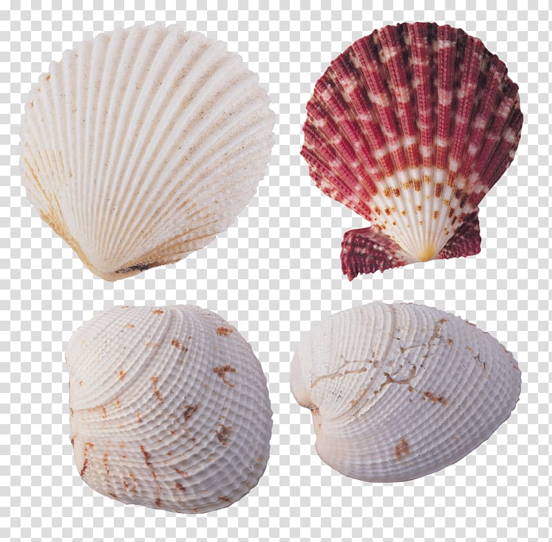 Cockle Seashell Desktop Shellfish Color, seashell transparent background PNG clipart