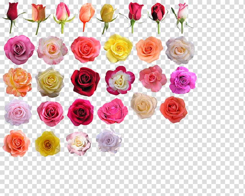 Garden roses Cut flowers Blue rose Hybrid tea rose, flower transparent background PNG clipart