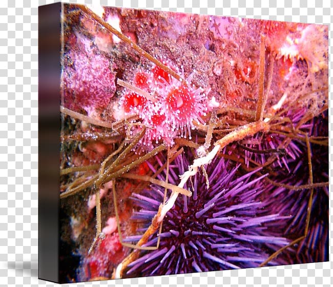 Sea urchin Marine biology Purple, purple transparent background PNG clipart