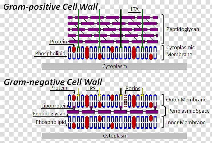 Cell wall Bacterial cell structure Gram-negative bacteria Gram-positive bacteria, others transparent background PNG clipart