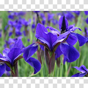 Iris versicolor Orris root Bellflower Gentianaceae, others transparent background PNG clipart thumbnail