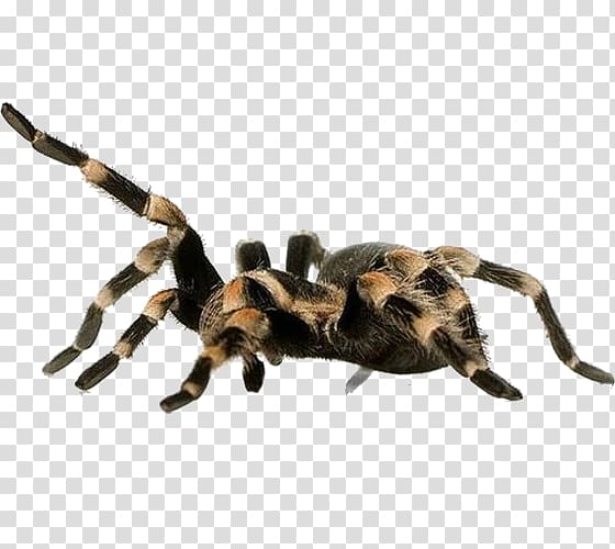 Spider Aphonopelma chalcodes Brachypelma vagans Harpactira Tarantulas/Tarantulas, Plush spider transparent background PNG clipart