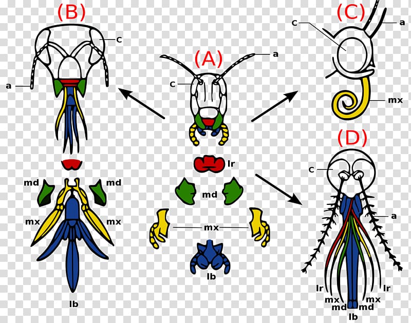 Insect mouthparts Arthropod mouthparts Insect morphology Labrum, evolution transparent background PNG clipart