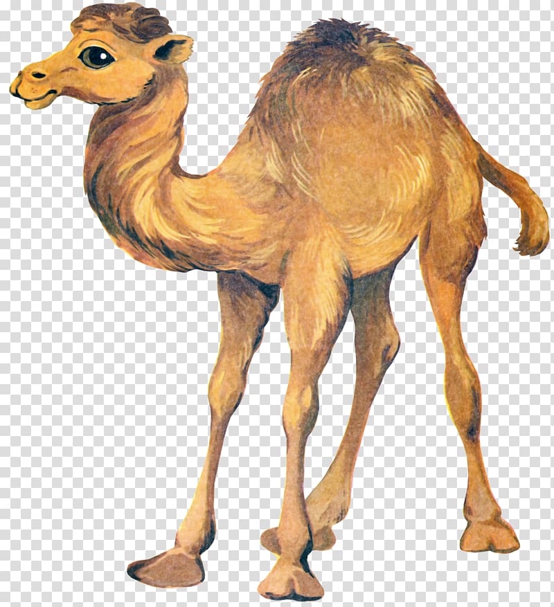 Bactrian camel Kitten , camel transparent background PNG clipart