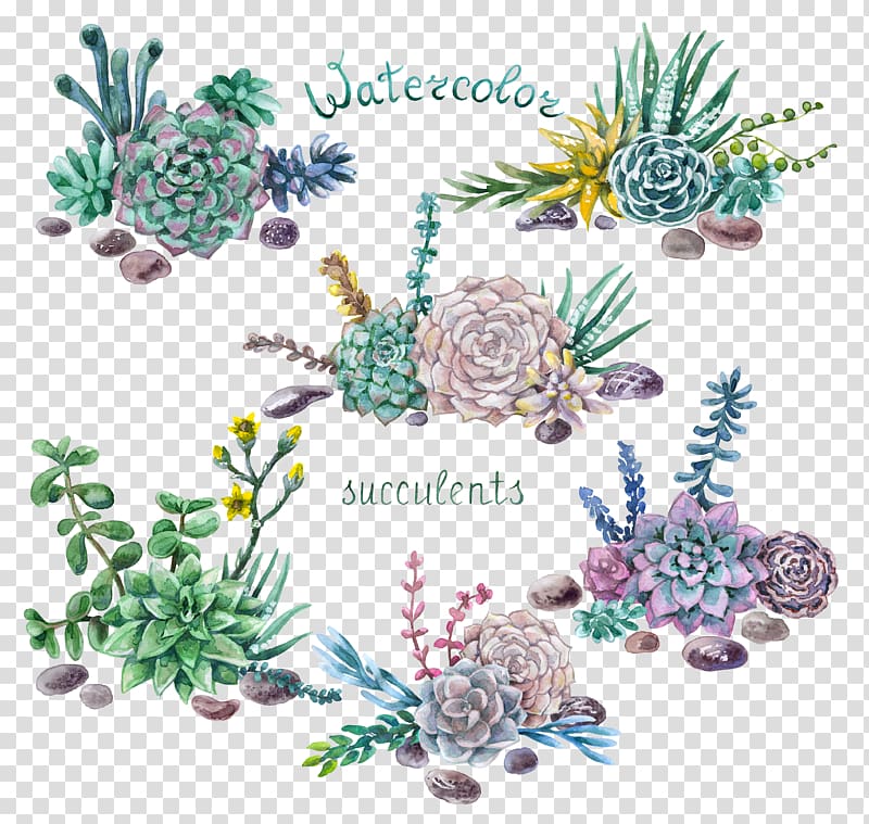 succulent plants transparent background PNG clipart