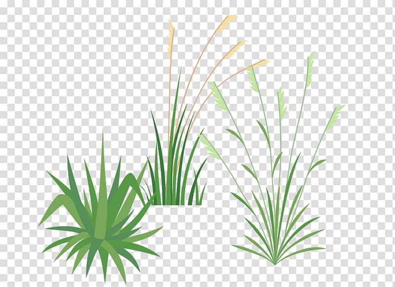 Ornamental grass Festuca glauca Pennisetum alopecuroides Roof Plant, others transparent background PNG clipart