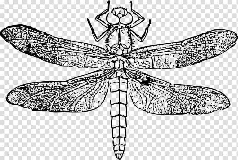 Dragonfly Drawing , dragonfly transparent background PNG clipart