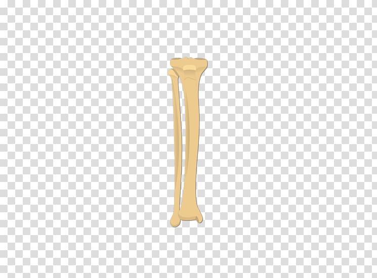 Bone transparent background PNG clipart