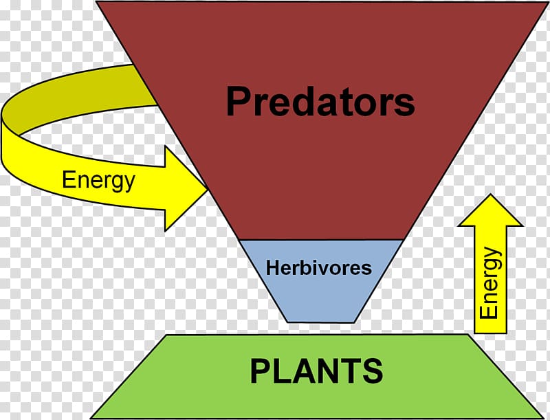 Trophic level Ecological pyramid Food web Ecology Consumer, energy transparent background PNG clipart