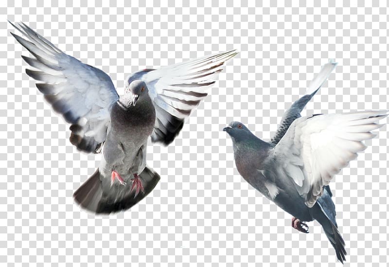 Domestic pigeon Columbidae Bird Fancy pigeon, pigeon transparent background PNG clipart