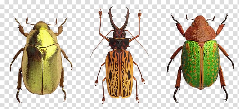 Beetle Pterygota Locust, insect transparent background PNG clipart