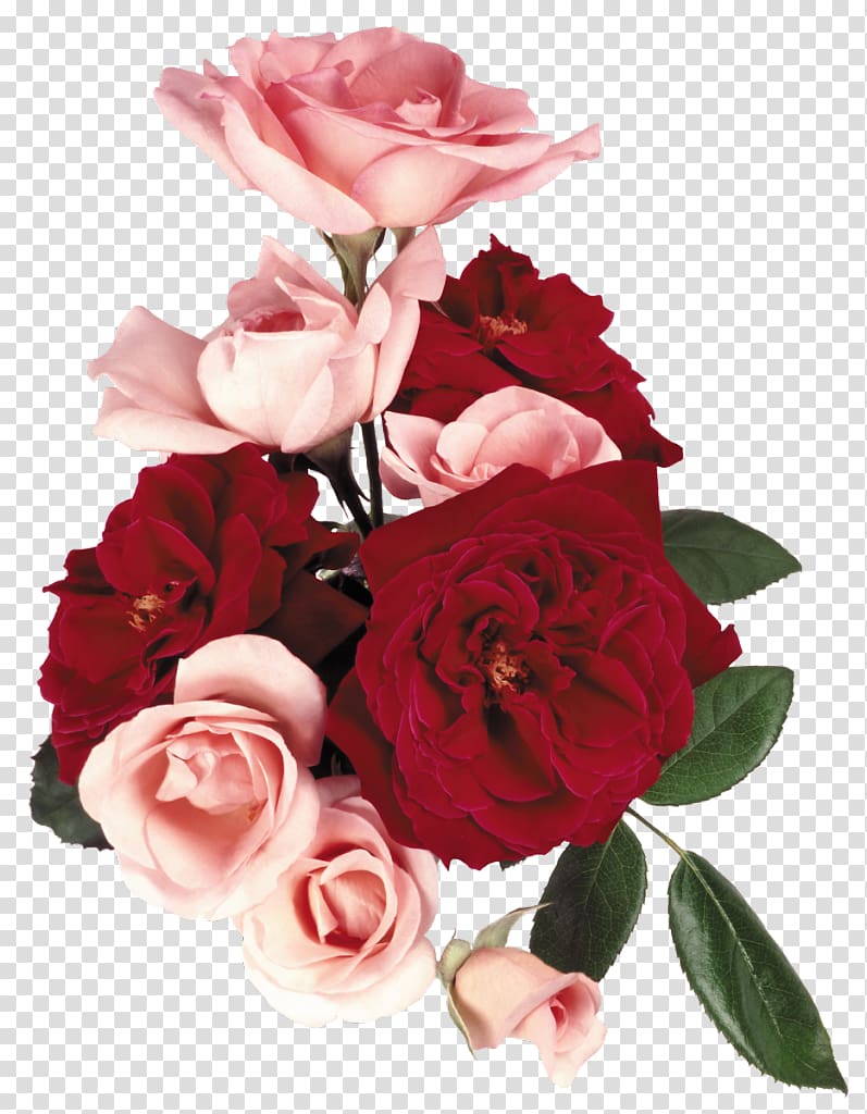 Garden roses Flower bouquet Cabbage rose Floral design, flower transparent background PNG clipart