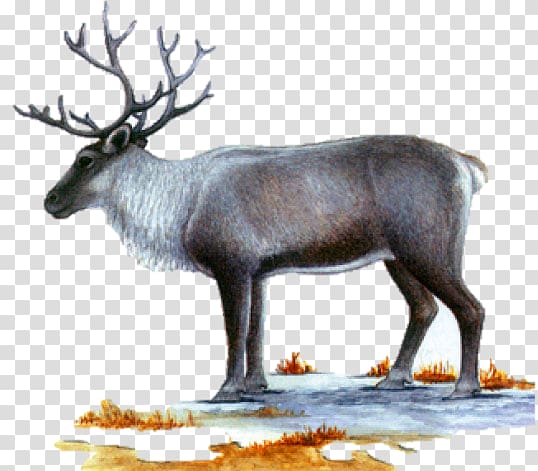 Reindeer Elk Musk deers Antler, Reindeer transparent background PNG clipart