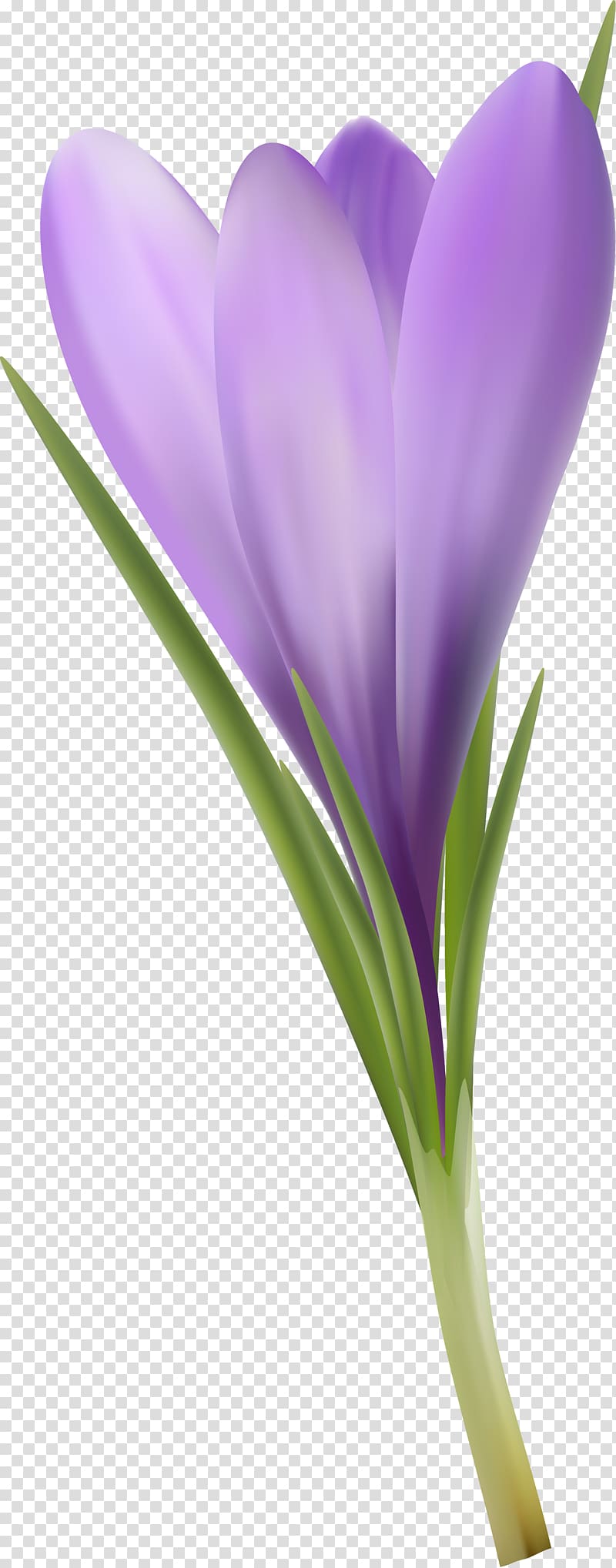 Crocus Close-up Plant stem Herbaceous plant, crocus transparent background PNG clipart