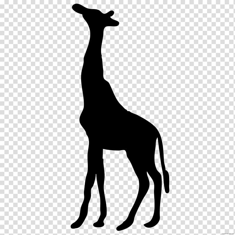 Silhouette West African giraffe , Silhouette transparent background PNG clipart