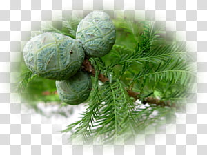 Christmas ornament, christmas transparent background PNG clipart thumbnail