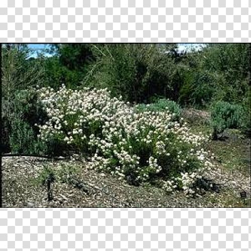 Shrubland Olearia ramulosa Olearia teretifolia Plant, rose myrtle transparent background PNG clipart