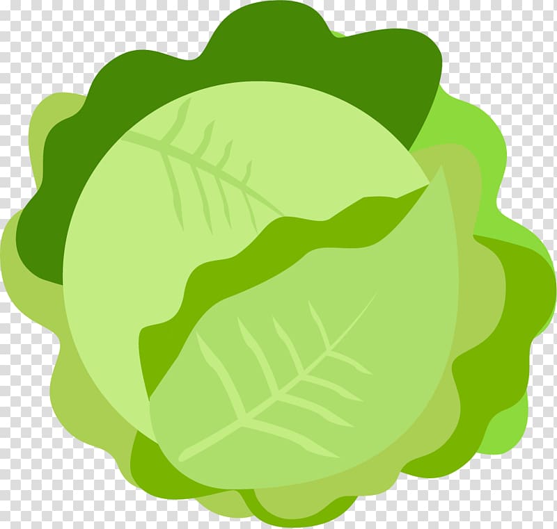 Fruit Vegetable Illustration, Green cabbage material transparent background PNG clipart
