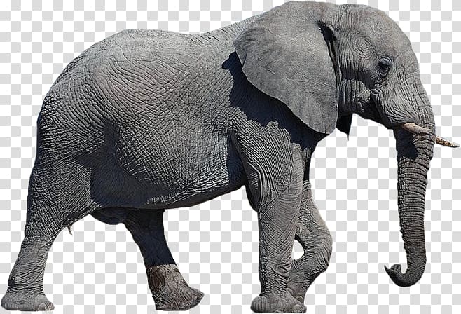 African elephant, Elephant Background transparent background PNG clipart