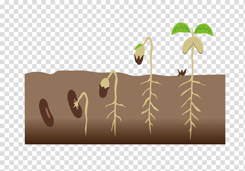 seed germination clipart