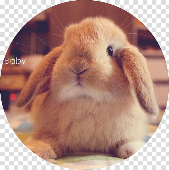 Domestic rabbit Mini Lop Dwarf rabbit Hare, rabbit transparent background PNG clipart