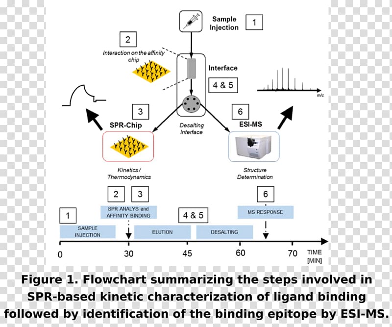 Size-exclusion chromatography High-performance liquid chromatography Molecule Gas chromatography, Surface Plasmon Resonance transparent background PNG clipart