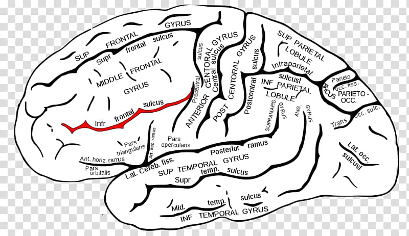 Inferior frontal gyrus Inferior frontal sulcus Superior frontal gyrus Frontal lobe, Brain transparent background PNG clipart