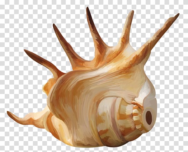 Seashell Conch Mollusc shell , A conch transparent background PNG clipart