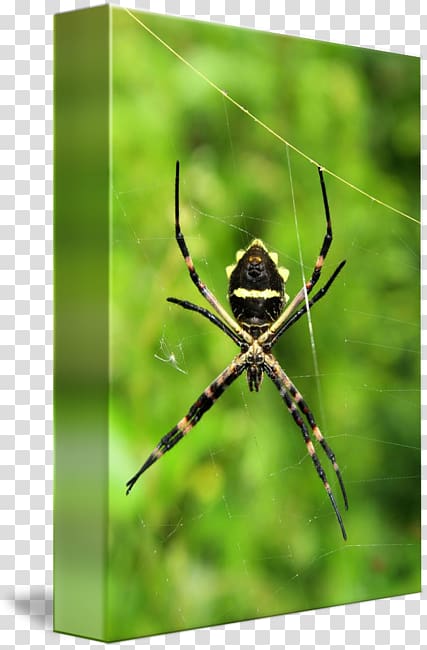 European garden spider Argiope Insect , Orb Weaver Spider transparent background PNG clipart