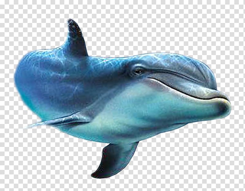 Dolphin Painted fish , dolphin transparent background PNG clipart