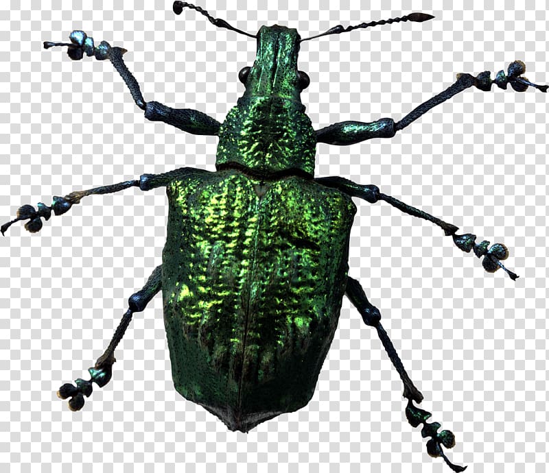 Insect Display resolution, Insect Bug transparent background PNG clipart