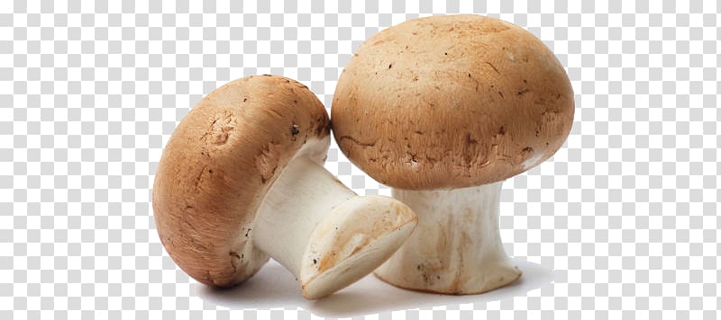 Common mushroom Edible mushroom Fungiculture Oyster Mushroom, mushroom transparent background PNG clipart