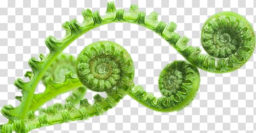 green snail leaf, Unfolding Fern Leaves transparent background PNG clipart