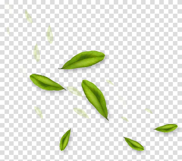 Leaflet , Leaf transparent background PNG clipart