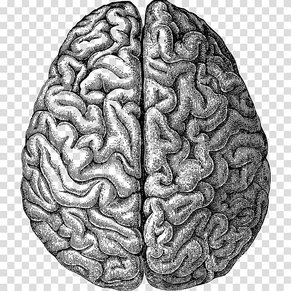 Human brain Drawing, Brain transparent background PNG clipart