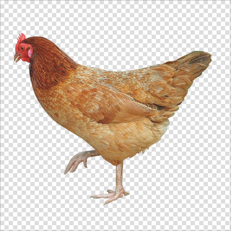 brown hen, Crispy fried chicken Broiler Free range Poultry farming, chicken transparent background PNG clipart