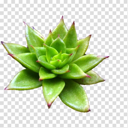 Plant Aloe vera Plectranthus, plant aloe vera transparent background PNG clipart