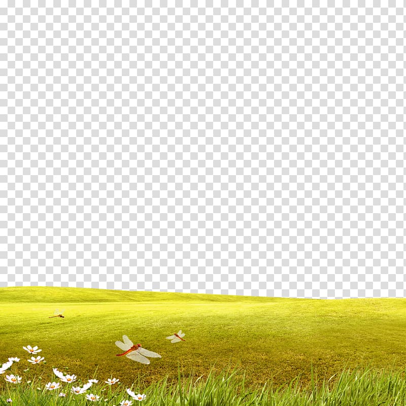 Lawn Ecoregion Grassland Yellow , Grass material transparent background PNG clipart
