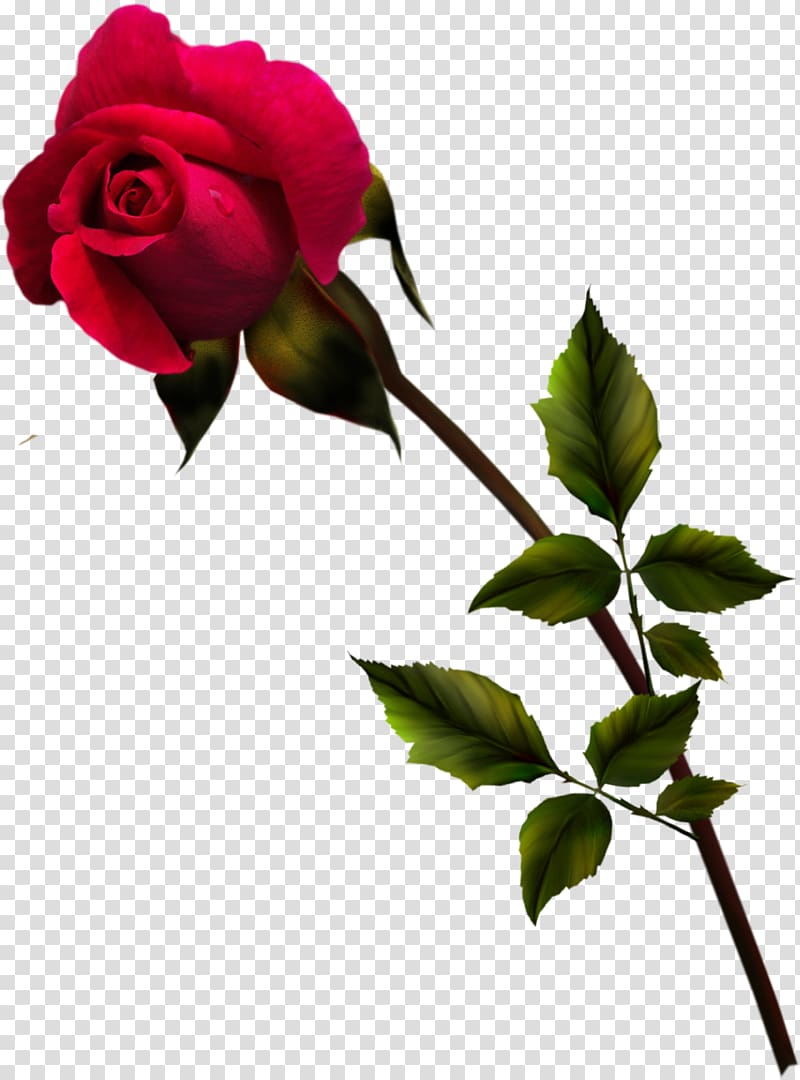 Rosa gallica Centifolia roses Flower Garden roses Blue rose, red rose transparent background PNG clipart