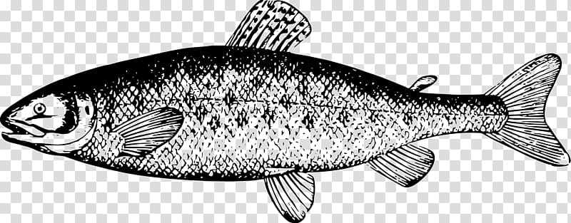 Salmon Black and white River Leven, Dunbartonshire , ikan transparent background PNG clipart