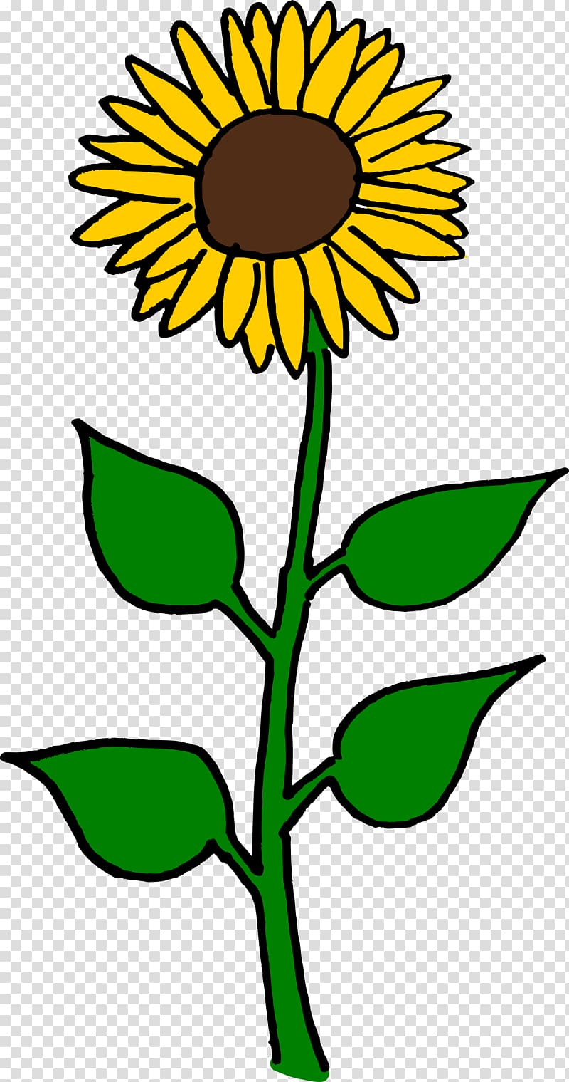 Common sunflower Sunflower seed Helianthus giganteus , sunflowers transparent background PNG clipart