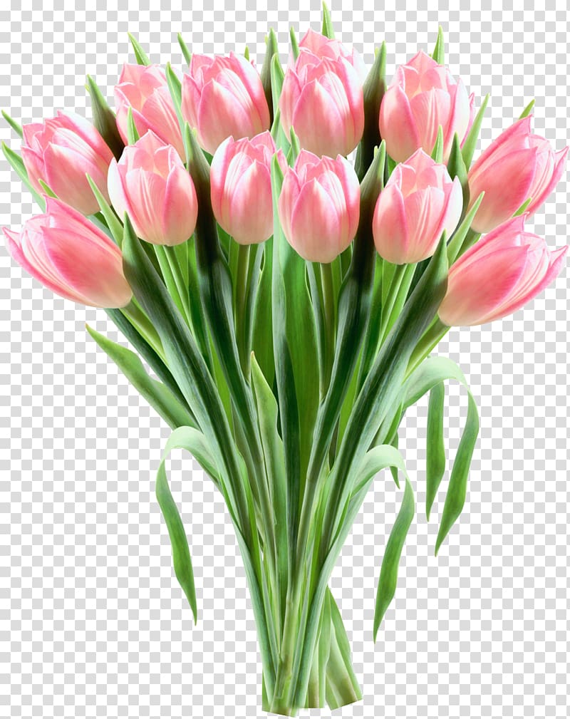 Tulip Pink flowers , tulip transparent background PNG clipart